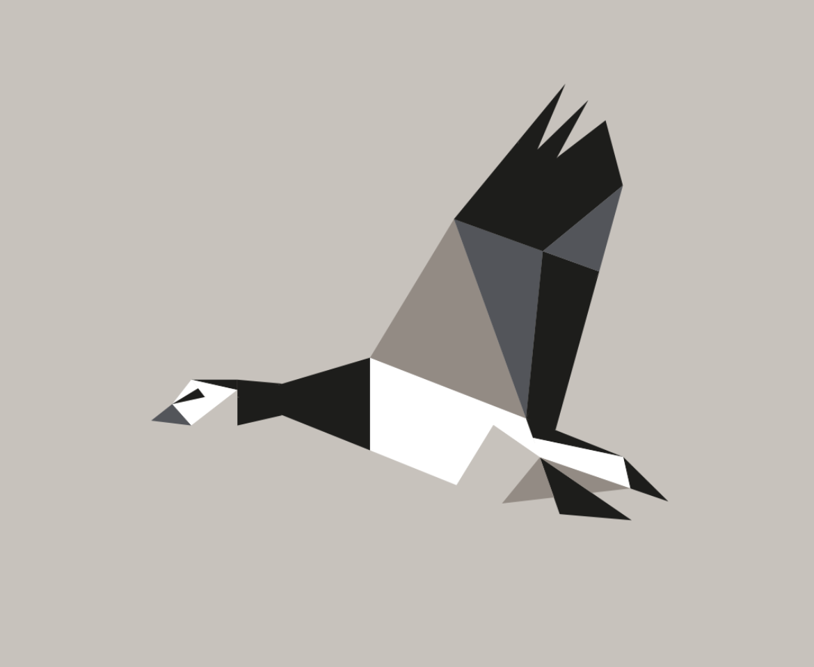 Branta leucopsis