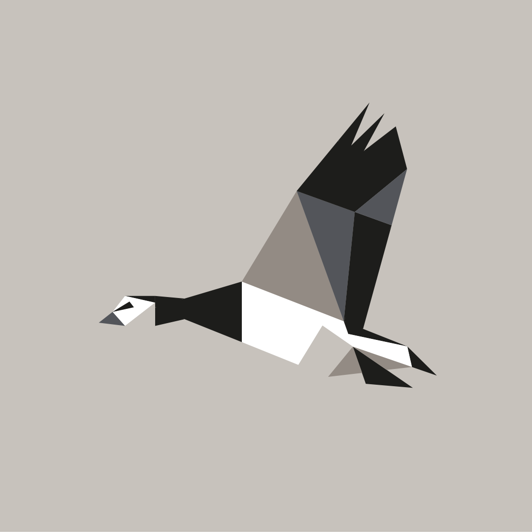 Branta leucopsis