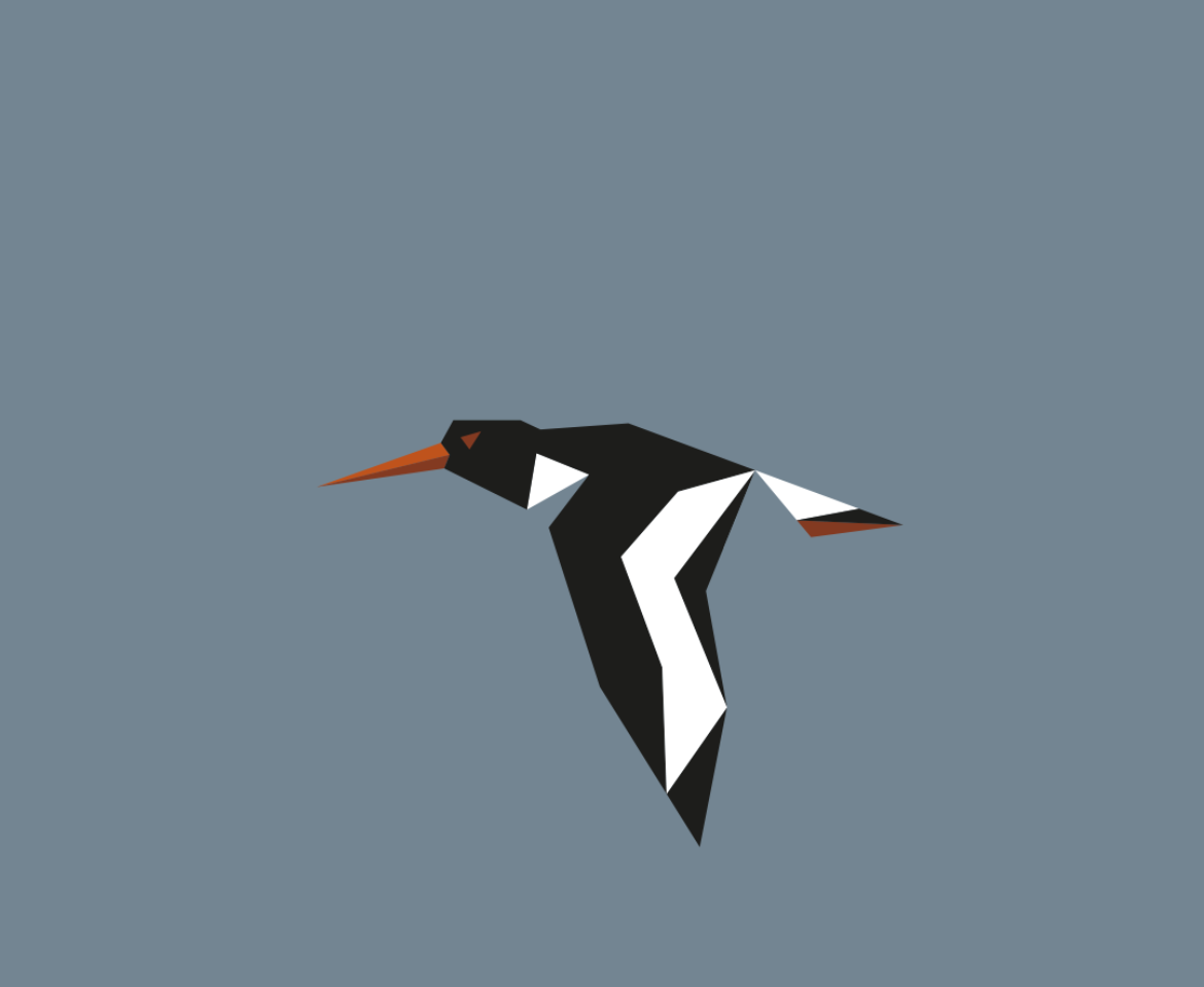 Haematopus ostralegus