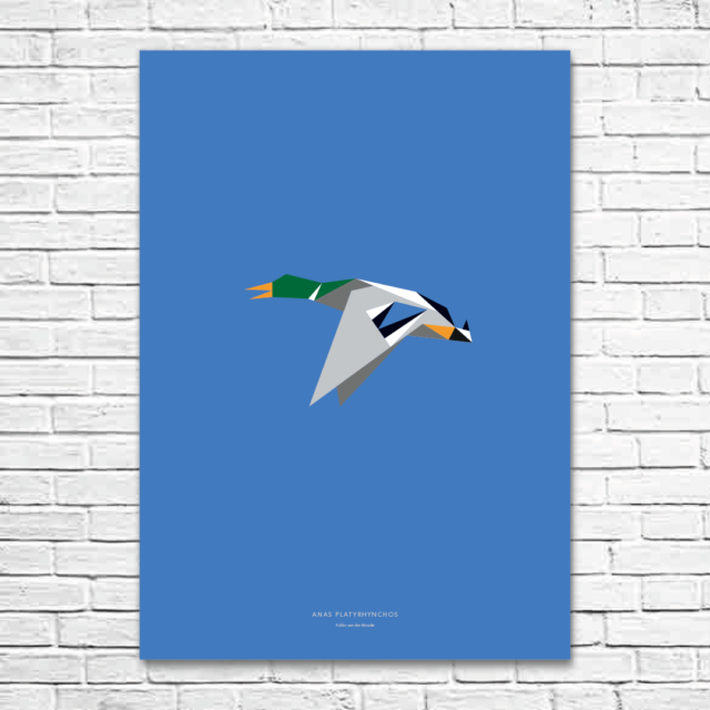 Anas platyrhynchos A1 poster