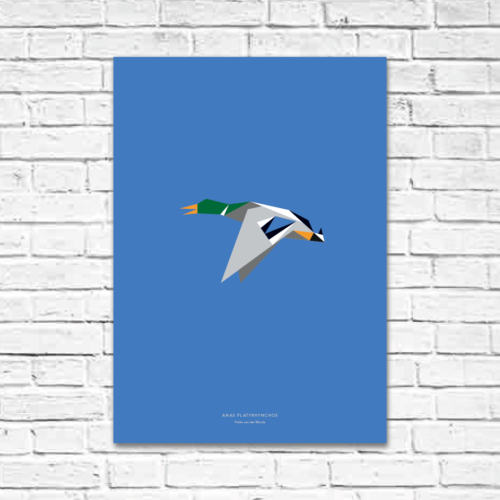 Anas platyrhynchos A2 poster