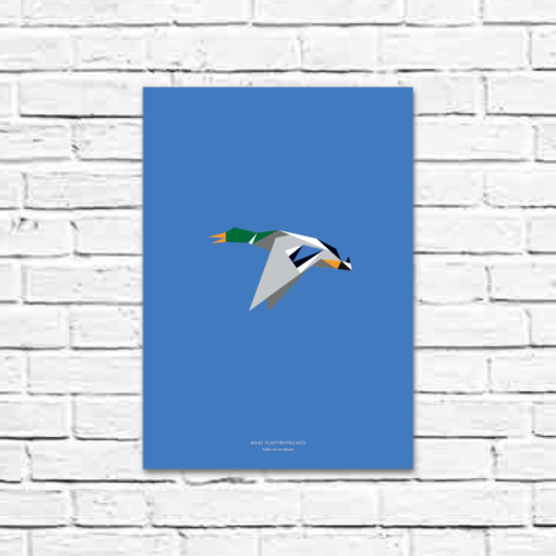 Anas platyrhynchos A3 poster