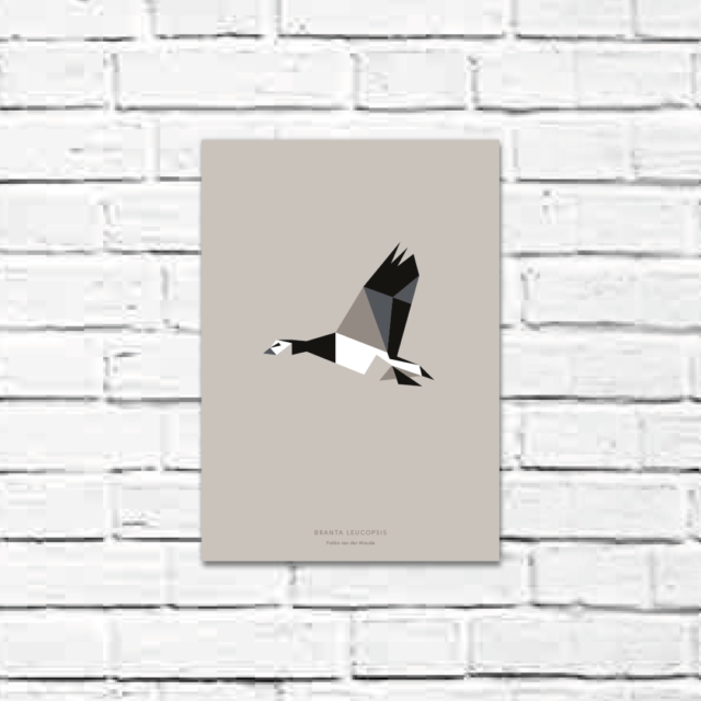 Branta leucopsis A4 poster