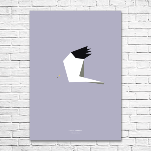 Circus cyaneus A1 poster