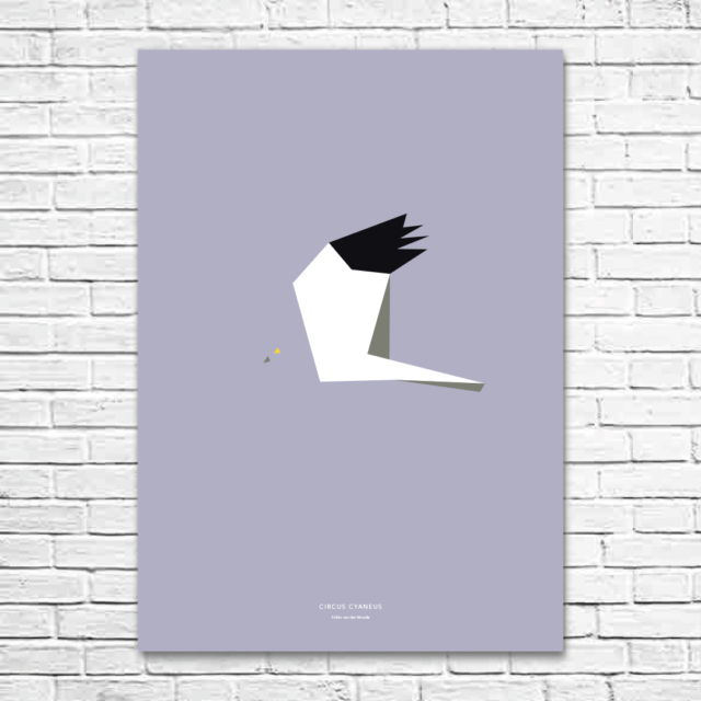 Circus cyaneus A1 poster
