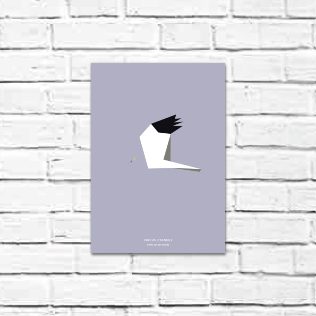 Circus cyaneus A4 poster
