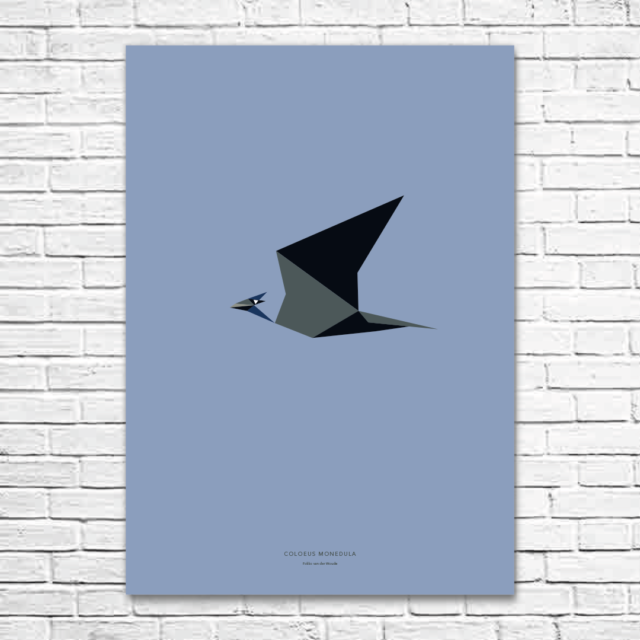 Coloeus monedula A1 poster