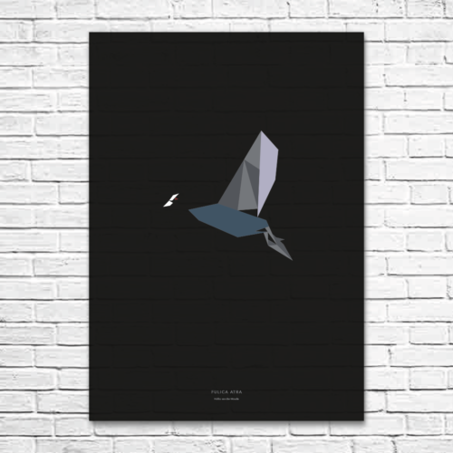 Fulica atra A1 poster