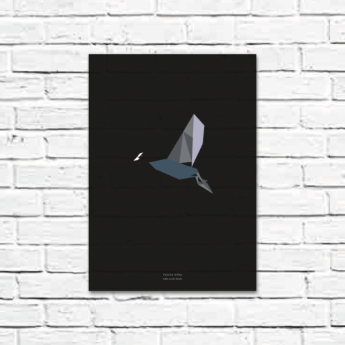 Fulica atra A3 poster