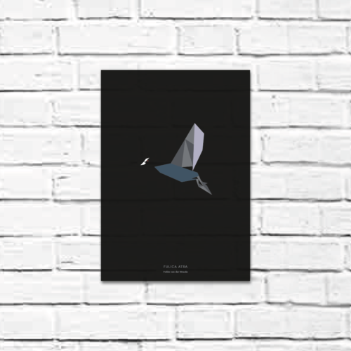 Fulica atra A4 poster