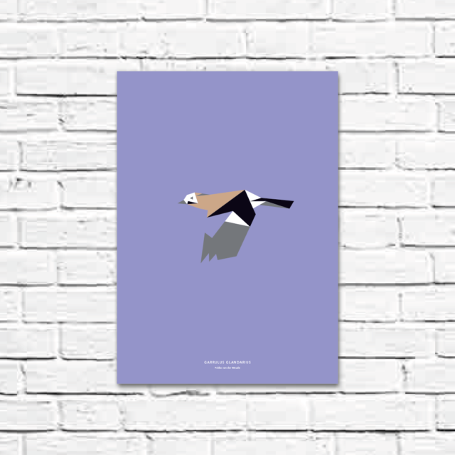 Garrulus glandarius A3 poster