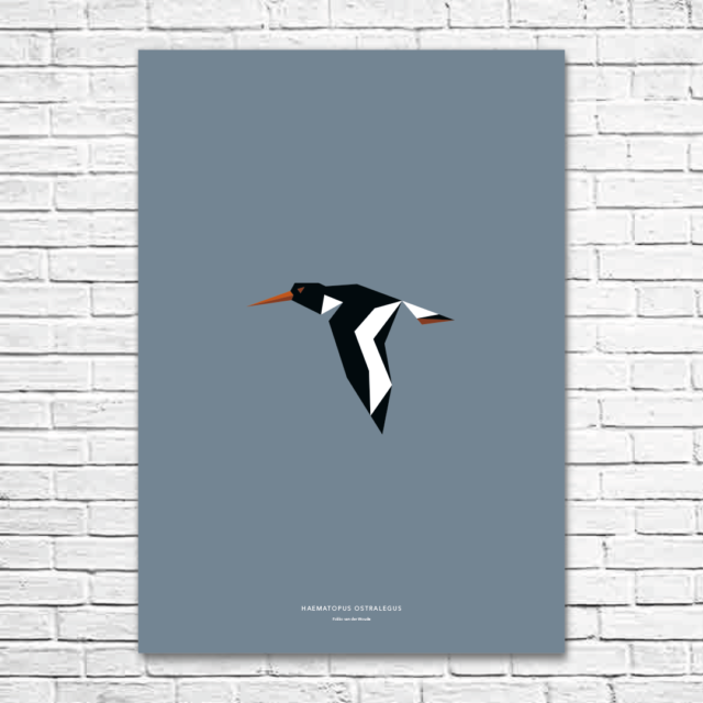 Haematopus ostralegus A1 poster