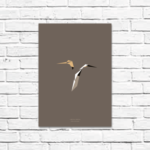 Limosa limosa A3 poster
