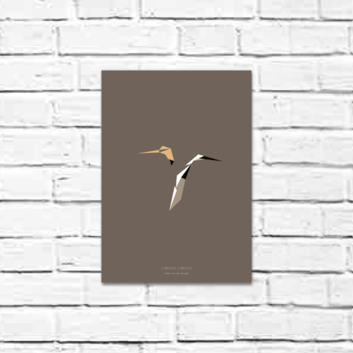 Limosa limosa A4 poster