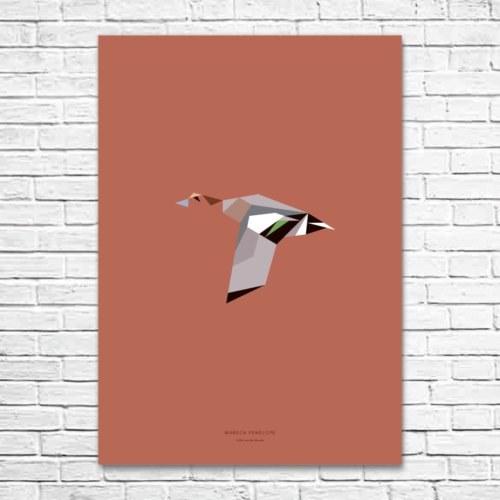 Mareca penelope A1 poster