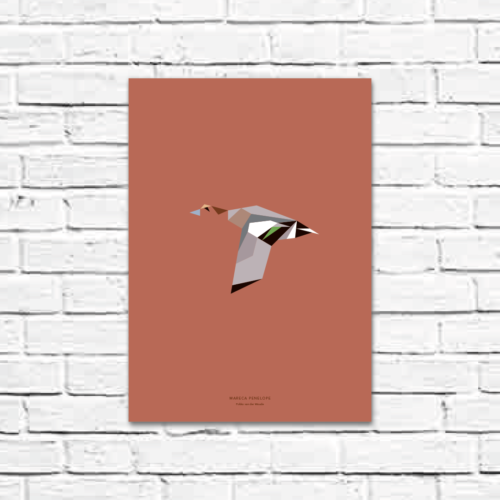 Mareca penelope A3 poster