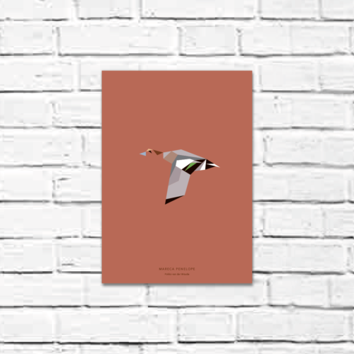 Mareca penelope A4 poster