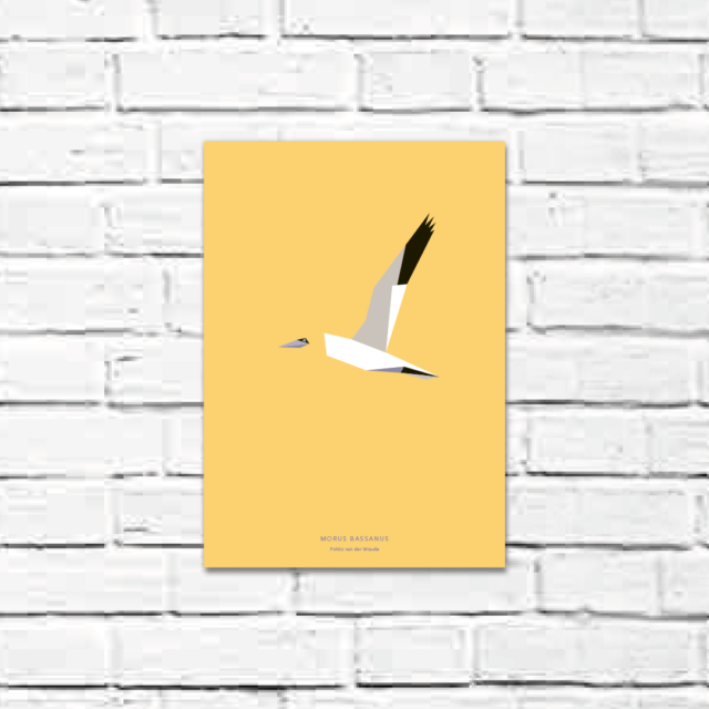 Morus bassanus A4 poster