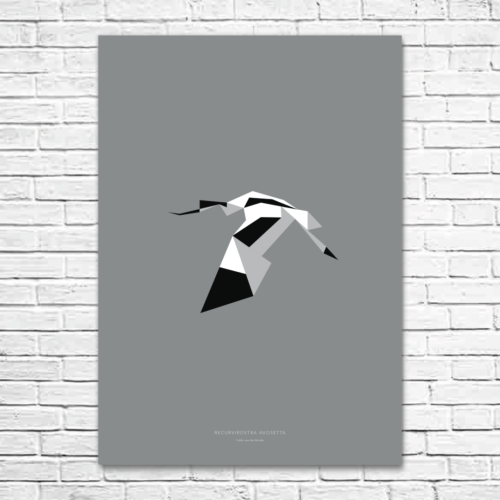 Recurvirostra avosetta A1 poster