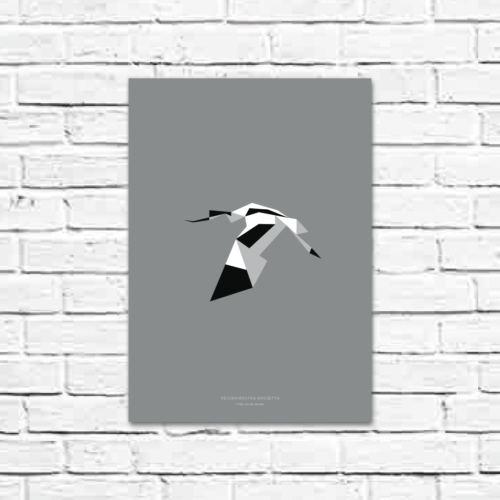 Recurvirostra avosetta A3 poster