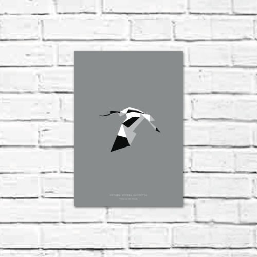 Recurvirostra avosetta A4 poster