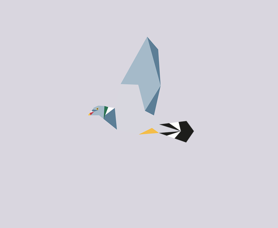 Columba palumbus