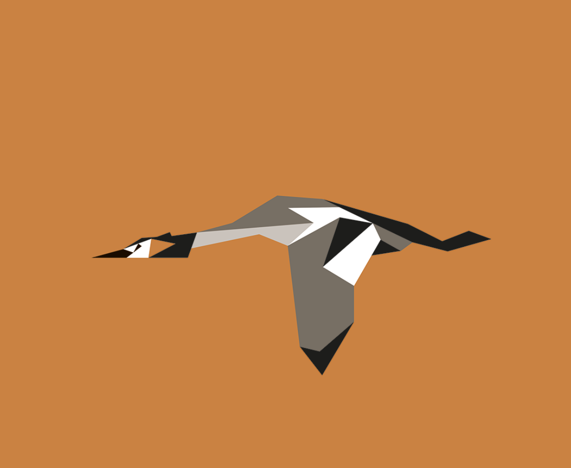 Podiceps cristatus