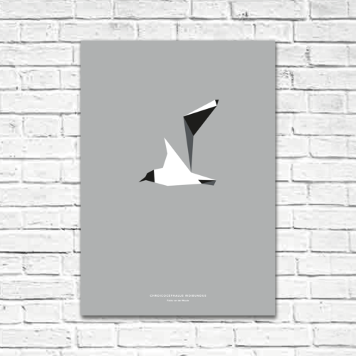Chroicocephalus ridibundus A2 poster