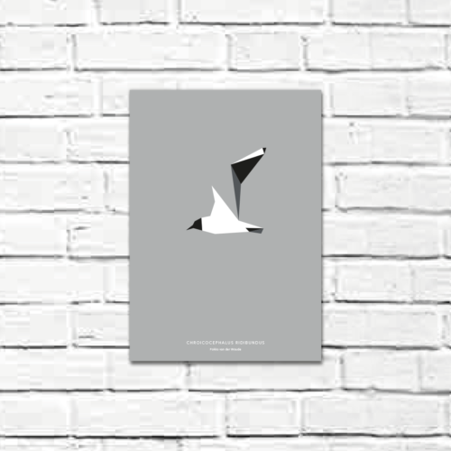 Chroicocephalus ridibundus A4 poster