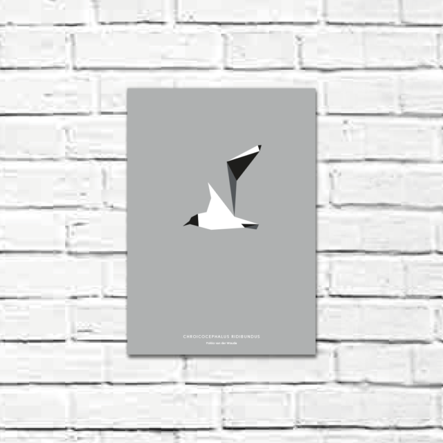 Chroicocephalus ridibundus A4 poster
