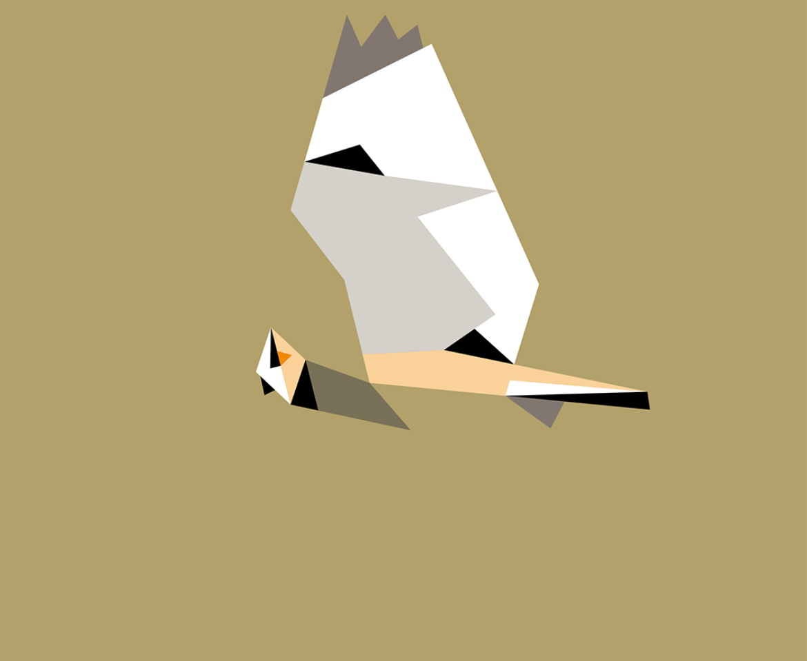 Asio otus