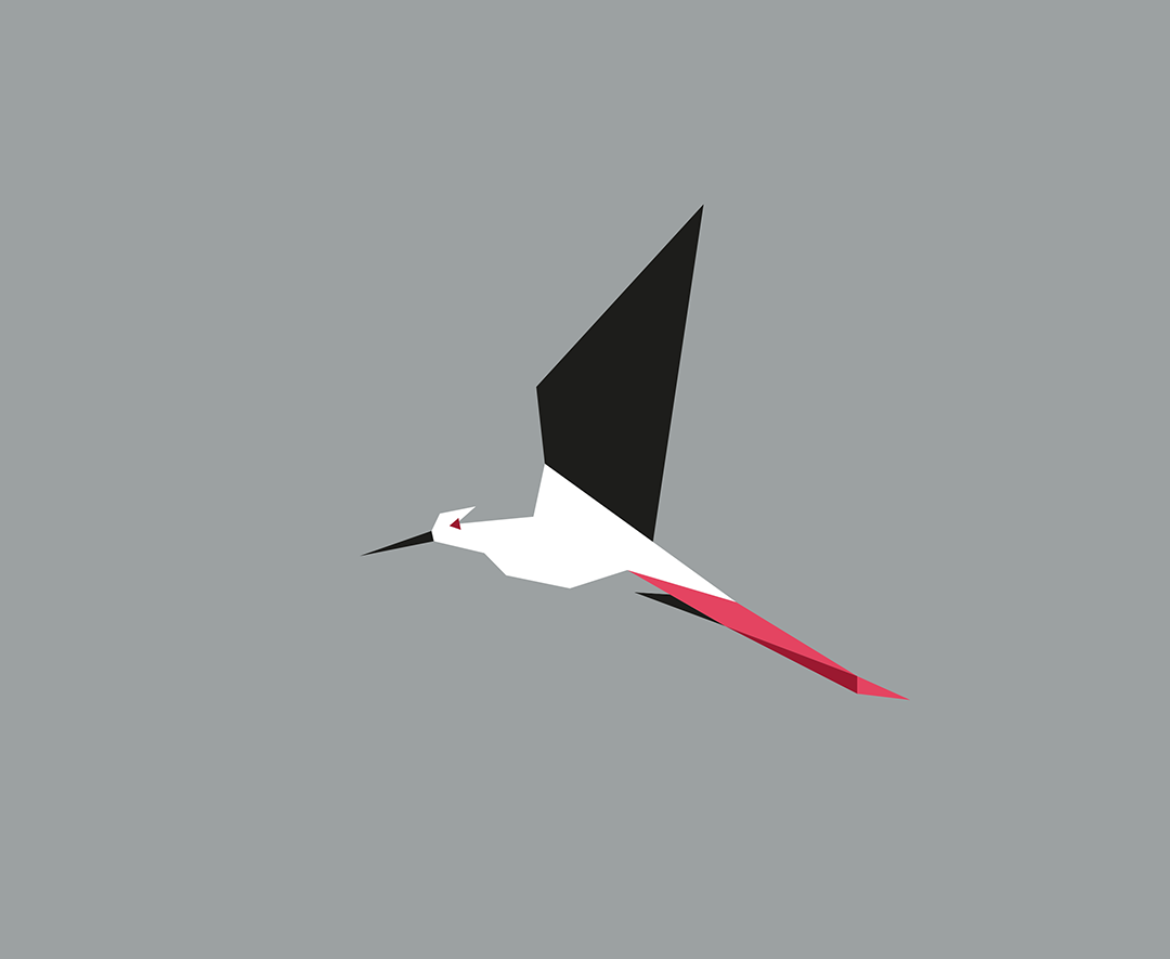 Himantopus himantopus