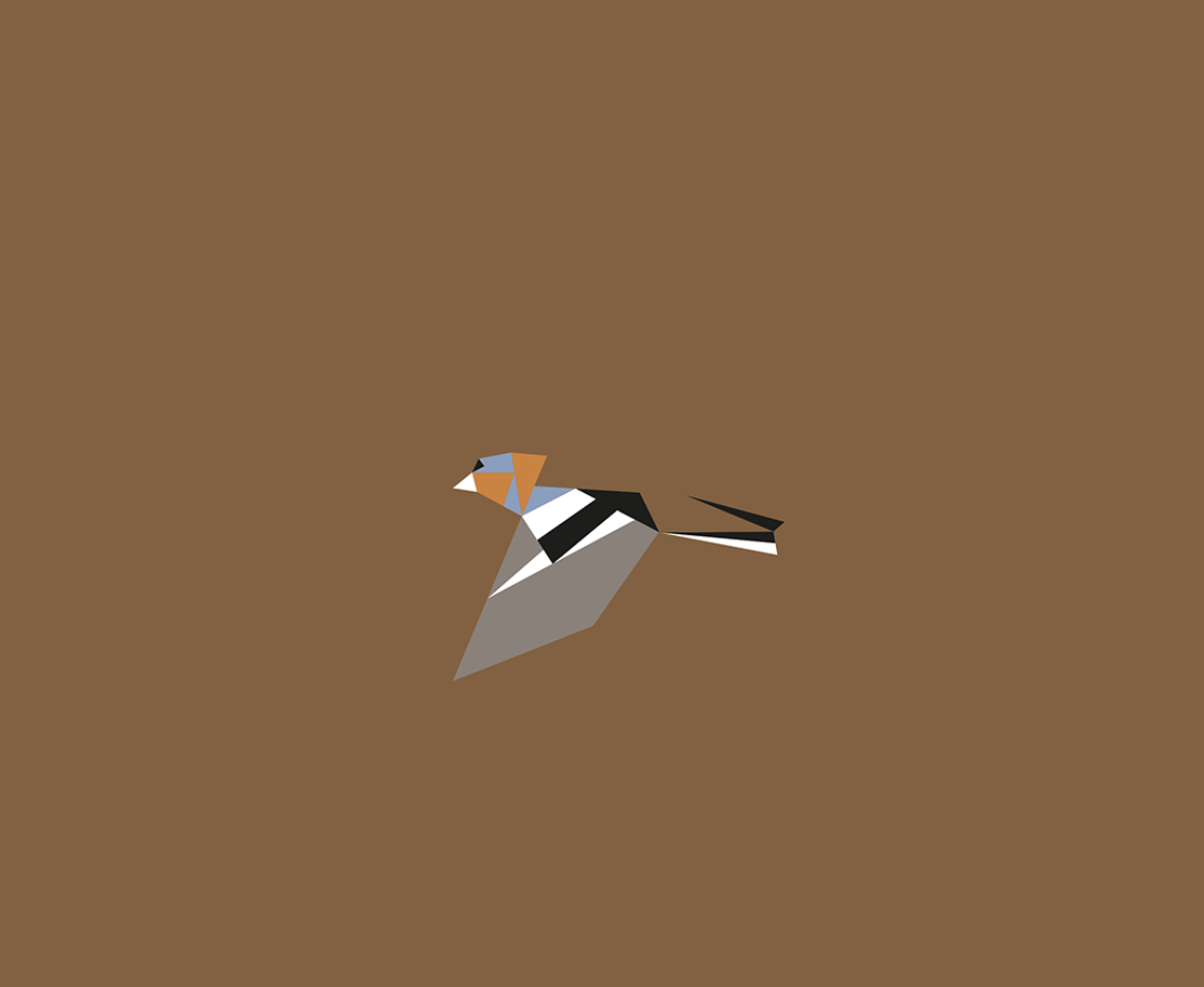Fringilla coelebs