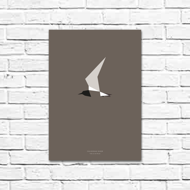 Chlidonias niger A3 poster