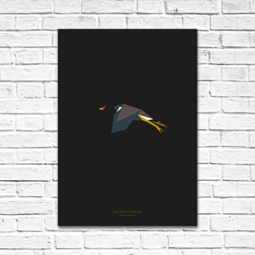 Gallinula chloropus A2 poster