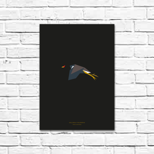 Gallinula chloropus A3 poster