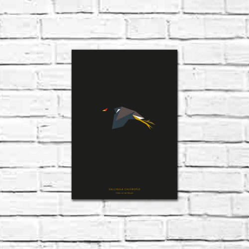 Gallinula chloropus A4 poster