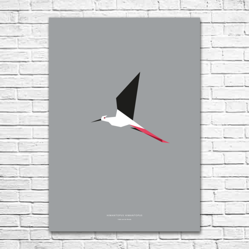 Himantopus himantopus A1 poster