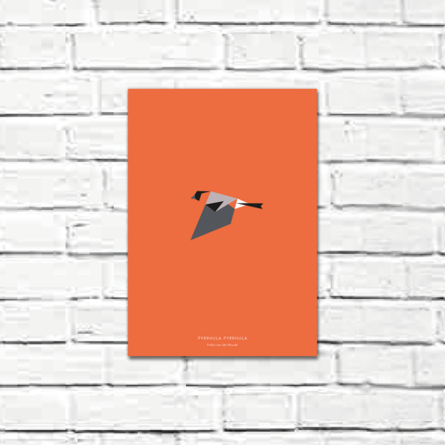 Pyrrhula pyrrhula A4 poster