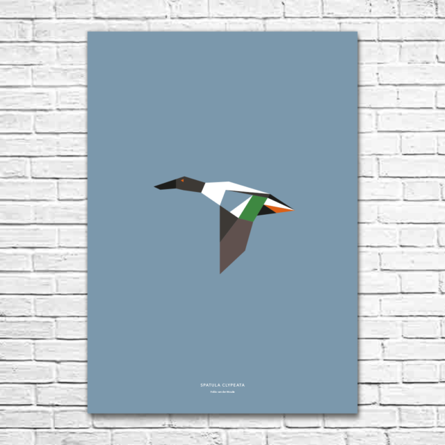 Spatula clypeata A1 poster