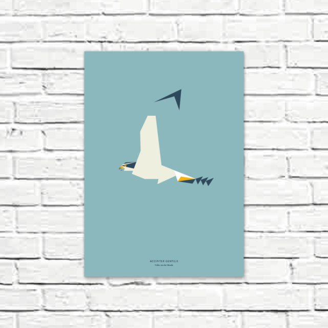 Accipiter gentilis A3 poster
