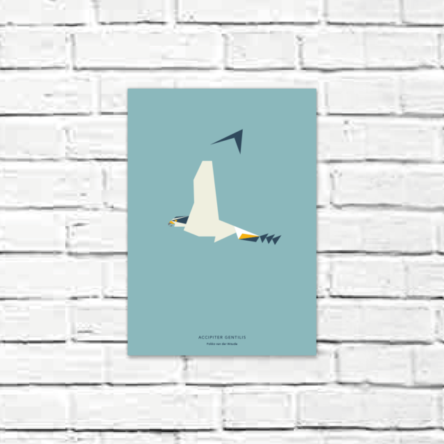 Accipiter gentilis A4 poster