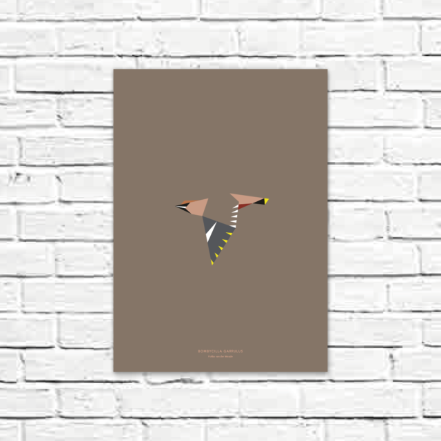 Bombycilla garrulus A3 poster