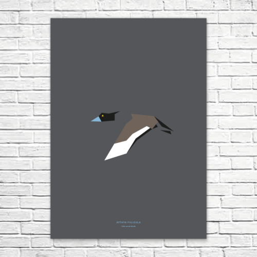 Aythya fuligula A1 poster