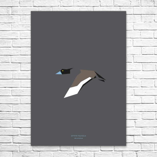 Aythya fuligula A1 poster