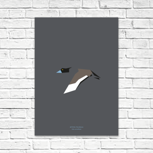 Aythya fuligula A2 poster