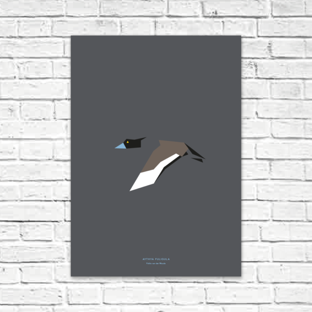 Aythya fuligula A2 poster