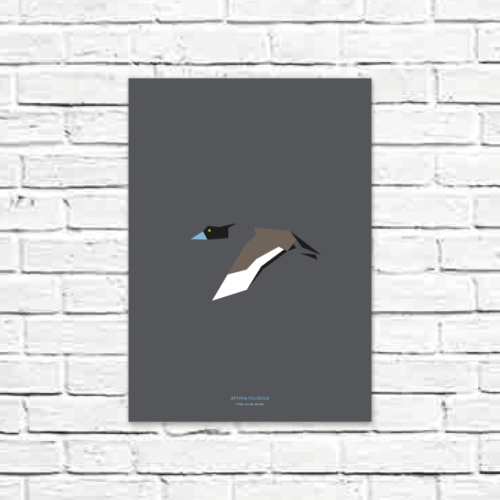 Aythya fuligula A3 poster
