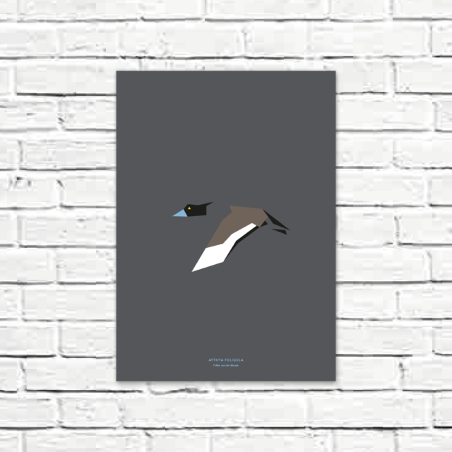 Aythya fuligula A3 poster