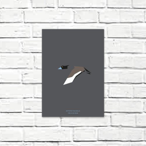 Aythya fuligula A4 poster